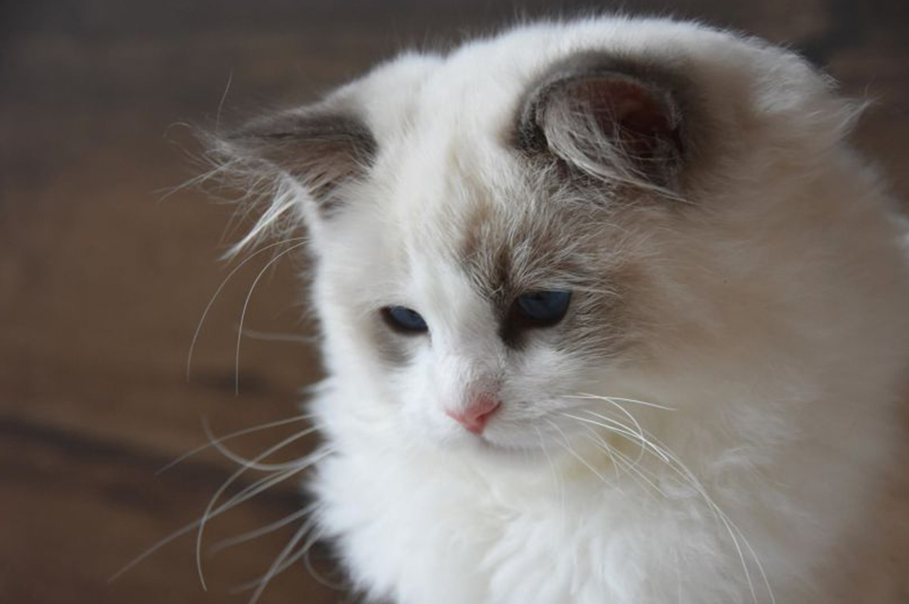 Hodowca z kotem rasy Ragdoll na rękach - Przydomowa Hodowla Nad Jeziorami
