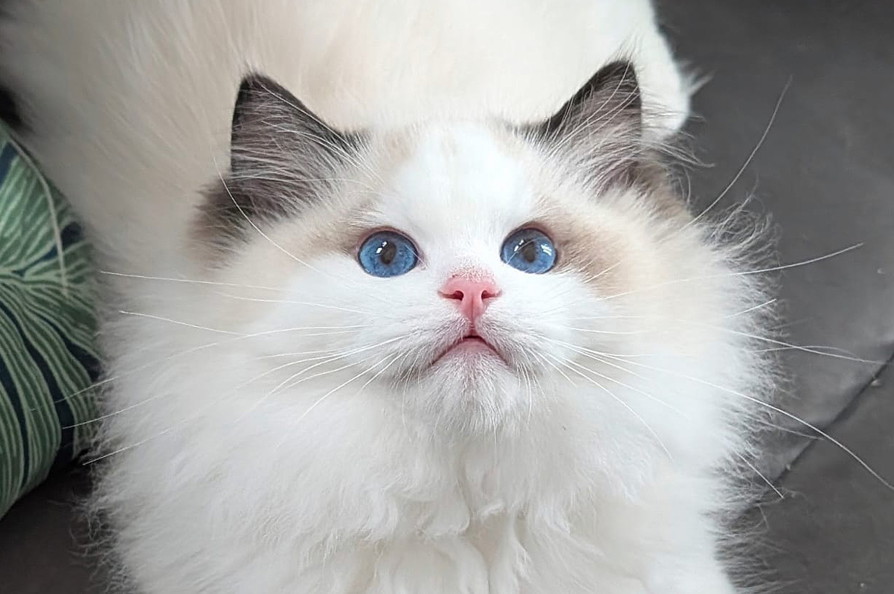 Miot Z