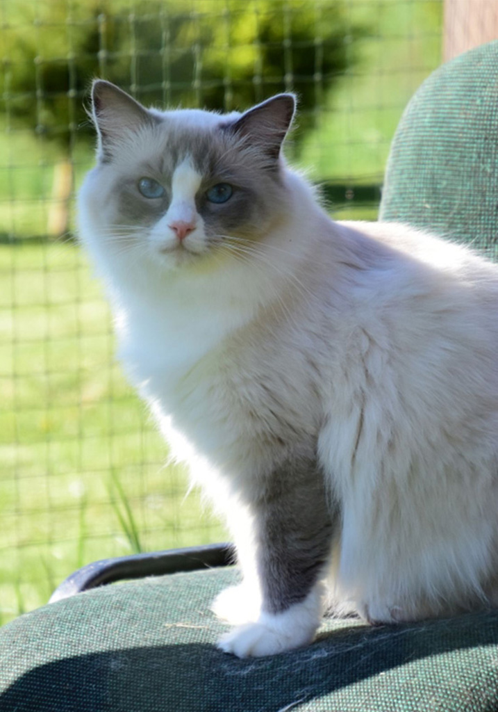 Amelia