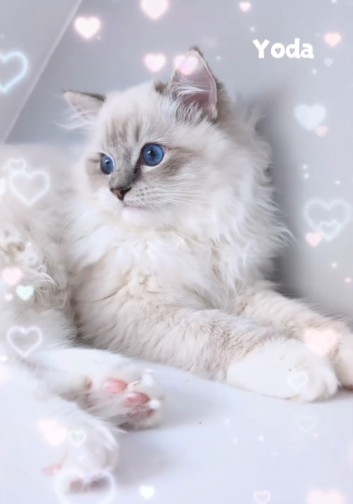 Kot rasy Ragdoll Yoda - Hodowla Nad Jeziorami