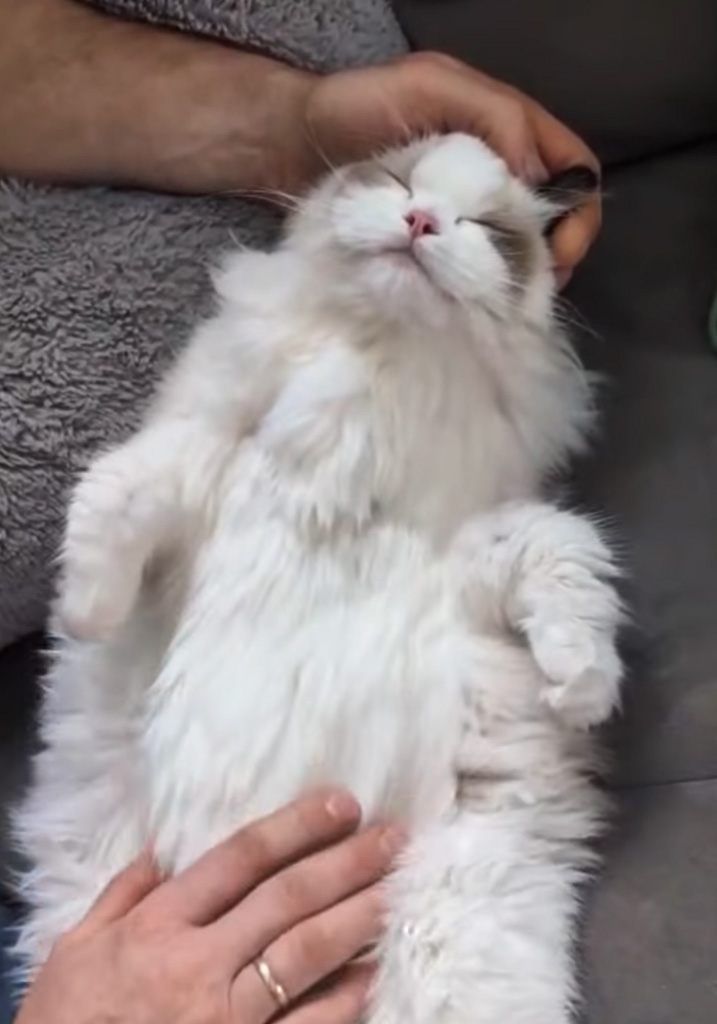 Kotka Ragdoll Xenia z hodowli Nad Jeziorami