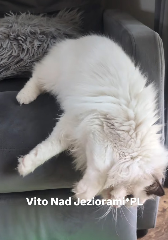Kotek Ragdoll Vito bawiący się w hodowli
