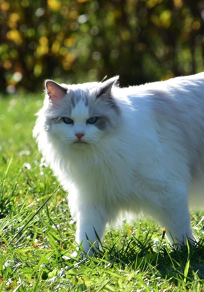 Lili