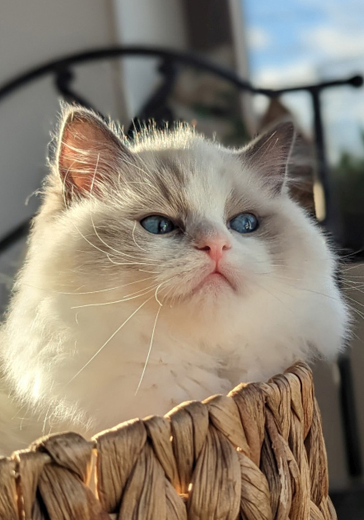 Mia