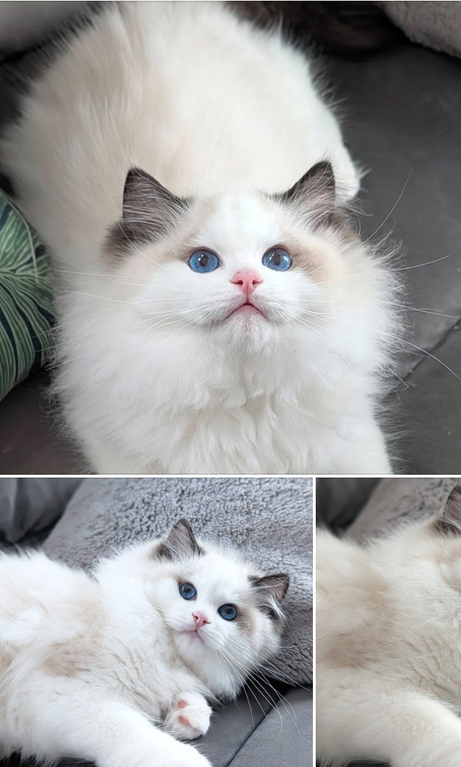 Kocur Zeus na profilu Facebook hodowli Ragdoll Nad Jeziorami