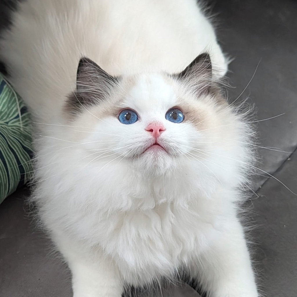Kocur rasy Ragdoll Zeus z hodowli Nad Jeziorami